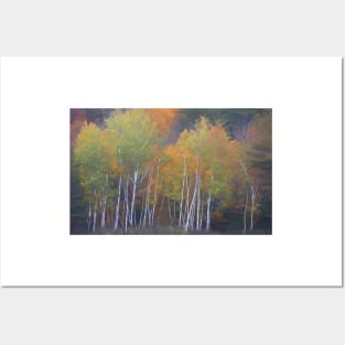 Birch Trees in Autumn Posters and Art